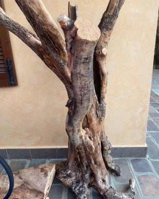 Albero olivo vero