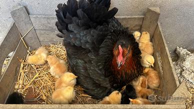 Pulcini gallina ovaiola