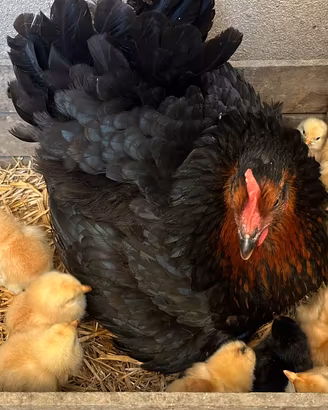 Pulcini gallina ovaiola
