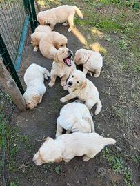 Golden retriever  cuccioli