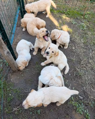 Golden retriever  cuccioli