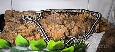 Pantherophis guttatus anery tessera