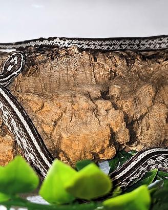 Pantherophis guttatus anery tessera