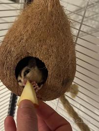 Petaure dello zucchero