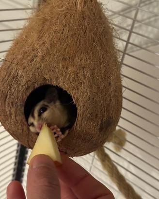 Petaure dello zucchero