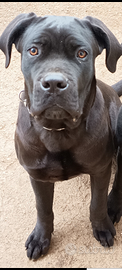 Cucciolona di razza Cane Corso nero