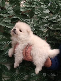 Pomerania bianco