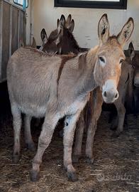 Asina gravida taglia grande