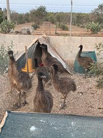Emu giovani