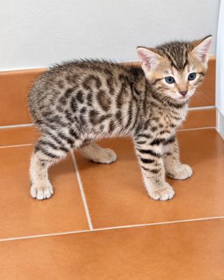 Gatto bengala