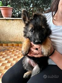 Cucciola di Pastore Tedesco - German Shepherd