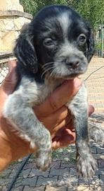 Cuccioli di Breton