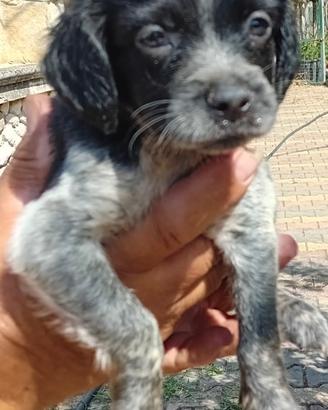Cuccioli di Breton