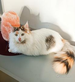 Gattina Norvegese delle Foreste di 1 anno