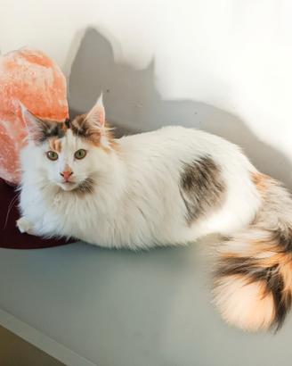 Gattina Norvegese delle Foreste di 1 anno