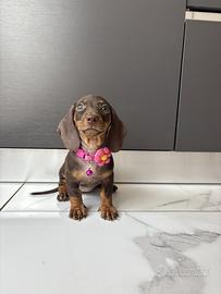 Bassotto cucciola Pedigree 2 mesi Cioccolato femmi