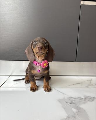 Bassotto cucciola Pedigree 2 mesi Cioccolato femmi