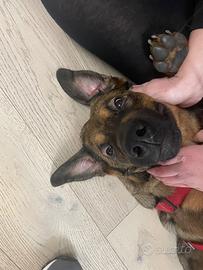 Cane di 8 mesi incrocio tra Pastore Belga e Rotho