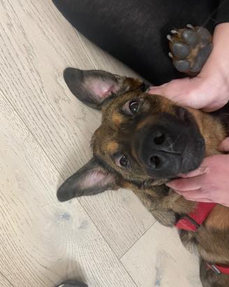 Cane di 8 mesi incrocio tra Pastore Belga e Rotho