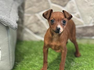 Pinscher