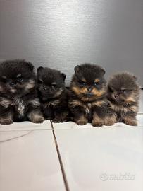 Spitz pomerania TOY cuccioli BLACK & TAN & LILAC