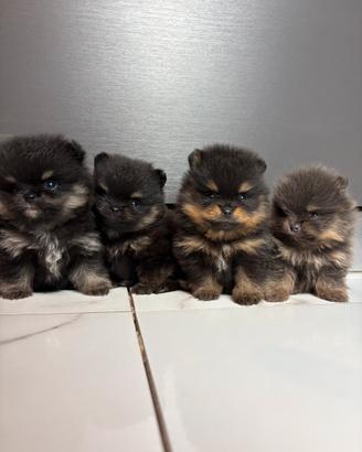 Spitz pomerania TOY cuccioli BLACK & TAN & LILAC