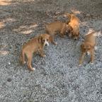 Segugio da cinghiale