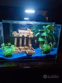 acquario pesci 20 litri 