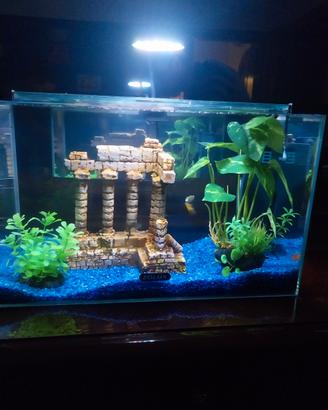 acquario pesci 20 litri 