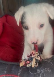 Jack Russel femmine