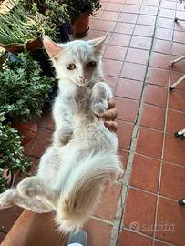 Gatto completamente bianco