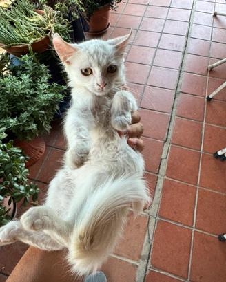 Gatto completamente bianco