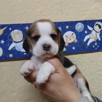 Cuccioli beagle