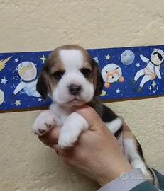 Cuccioli beagle