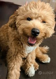 Maltipoo per accoppiamento