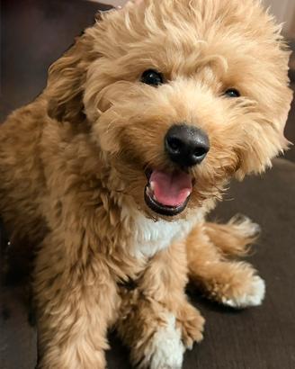Maltipoo per accoppiamento