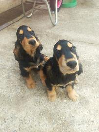Cocker Spaniel cuccioli pedigree 