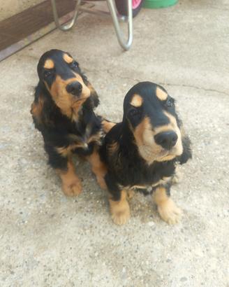 Cocker Spaniel cuccioli pedigree 