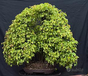 Bosco acero buergerianum bonsai