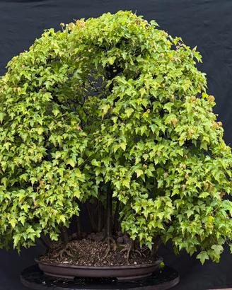 Bosco acero buergerianum bonsai