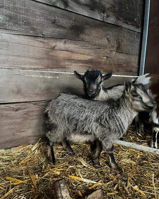 Capra tibetana