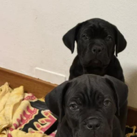 Cane cucciolo cane corso