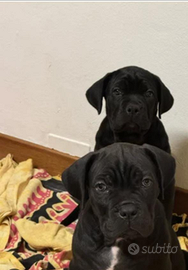 Cane cucciolo cane corso