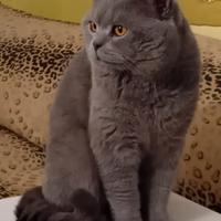 Maschio British Shorthair Blu disponibile Monta