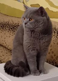 Maschio British Shorthair Blu disponibile Monta