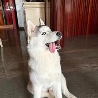 Cane polar husky