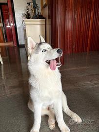 Cane polar husky