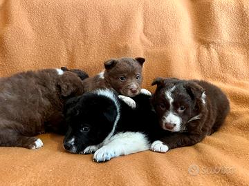 Cuccioli meravigliosi