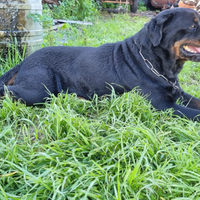 Cucciolo Rottweiler Femmina