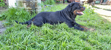 Cucciolo Rottweiler Femmina